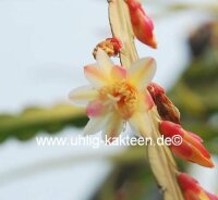 Lepismium bolivianum