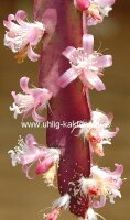 Lepismium cruciforme