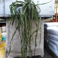 Lepismium cruciforme f. cavernosum