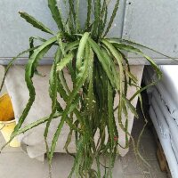 Lepismium cruciforme f. cavernosum