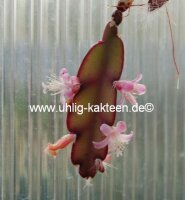 Lepismium cruciforme f. cavernosum