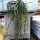 Lepismium cruciforme f. cavernosum