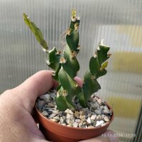 Lepismium cruciforme spiralis
