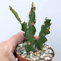 Lepismium cruciforme spiralis