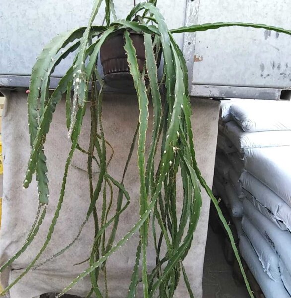 Lepismium cruciforme f. myosurum