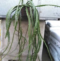 Lepismium cruciforme f. myosurum
