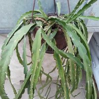 Lepismium cruciforme f. myosurum