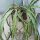 Lepismium cruciforme f. myosurum