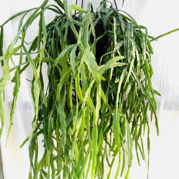 Lepismium spec. nov. HU 849