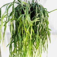 Lepismium spec. nov. HU 849