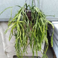 Lepismium spec. nov. HU 849