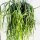 Lepismium spec. nov. HU 849