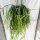 Lepismium spec. nov. HU 849