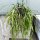 Lepismium spec. nov. HU 849