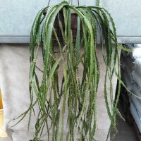 Lepismium floccosus HU 995