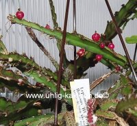 Lepismium floccosus HU 995