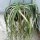 Lepismium floccosus HU 995