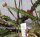 Lepismium floccosus HU 995