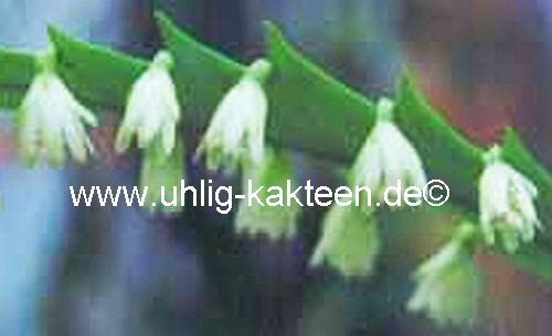 Lepismium houlletianum HU 1003