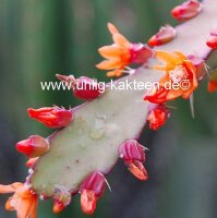 Rhipsalis monacantha