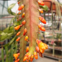 Rhipsalis monacantha v. espinosum WK 1002
