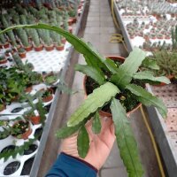 Rhipsalis monacantha v. espinosum WK 1002