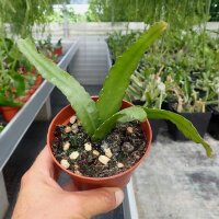 Rhipsalis monacantha v. espinosum WK 1002