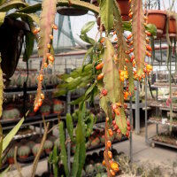 Rhipsalis monacantha v. espinosum WK 1002