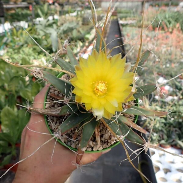 Leuchtenbergia principis