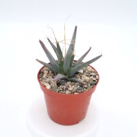 Leuchtenbergia principis