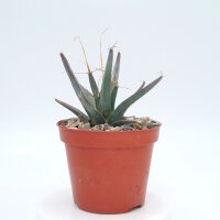 Leuchtenbergia principis
