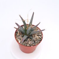 Leuchtenbergia principis
