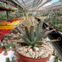 Leuchtenbergia principis