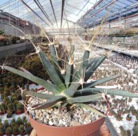 Leuchtenbergia principis
