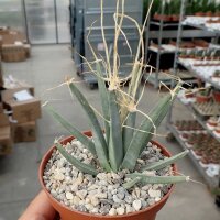 Leuchtenbergia principis
