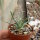 Leuchtenbergia principis