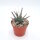 Leuchtenbergia principis