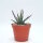 Leuchtenbergia principis