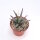 Leuchtenbergia principis