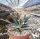 Leuchtenbergia principis