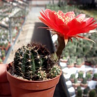 Lobivia arachnacantha