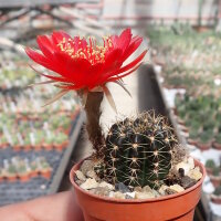 Lobivia arachnacantha