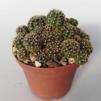 Lobivia arachnacantha