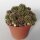 Lobivia arachnacantha