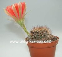 Lobivia arachnacantha v. densiseta WR 186