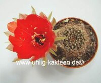 Lobivia arachnacantha v. densiseta WR 186