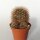 Lobivia arachnacantha v. densiseta WR 186