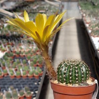 Lobivia arachnacantha v. mairanana