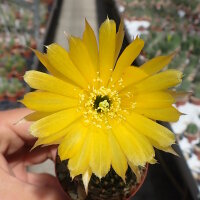Lobivia arachnacantha v. mairanana
