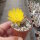 Lobivia arachnacantha v. mairanana